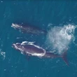 Researchers hope tracking zooplankton from space will help endangered whales