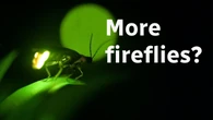 Fireflies on the rise? Montrealers spotting more lightning bugs in their backyards
