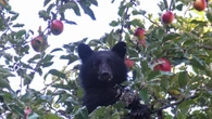 Why no one in B.C. knows exactly how many black bears there are