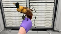 Rare bird finds a roost in Gatineau after long, mysterious journey
