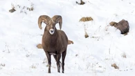 Alberta conservationists, sheep outfitter call for stiffer poaching penalties after 4 men fined $26K