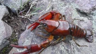 2 new species of crayfish identified in Pacific Northwest — and they're already at risk