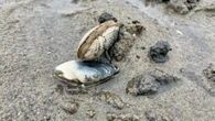 Food inspection agency warns of paralytic toxin in shellfish in Quebec's North Shore