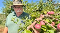 Western P.E.I. orchard expecting 'high quality' crop this year, but next season could be iffy