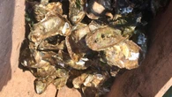 CFIA confirms 1st P.E.I. case of dermo, in oysters from Egmont Bay