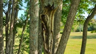 Fast-spreading fungus deadly to endangered butternut trees attacking 3 areas of P.E.I.