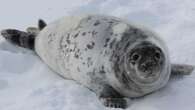 Nothing fishy about seals on P.E.I. shores, says Marine Animal Response Society