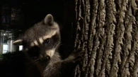 Raccoon bites on the rise in Windsor-Essex, health unit says