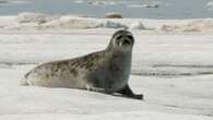 Alaska judge rejects critical habitat designation for threatened bearded and ringed seals