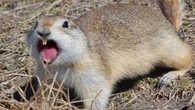 'Gopher-pocalypse': fed-up farmers fight massive Sask. rodent population