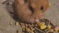 Millions of people watched this New Brunswick hamster empty its cheeks on the internet