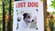 Someone is using AI-generated images to demand reward money for lost pets: Guelph police