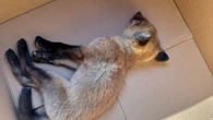Rabid red fox euthanized in eastern Ontario