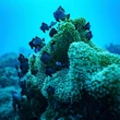 Global agreement to protect the oceans set to take effect after 60th ratification