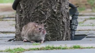 Rats, beware: Toronto outlines new plan to attack its growing rodent problem