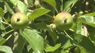 Orchard celebrates 30 years growing Honeycrisp apples on P.E.I.