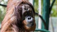 Orangutan briefly on loose outside outdoor habitat at Toronto Zoo