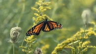 Extreme summer weather could further endanger monarch butterflies, researchers fear