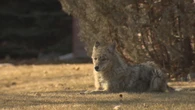 Get big, make noise and back away: Islanders seeing more coyotes near walking trails