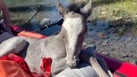 Baby horse gets 'second chance at life' after being rescued by paddlers in Kananaskis River