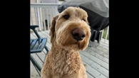 Sask. couple seeks help finding dog scared away by fireworks on Canada Day weekend