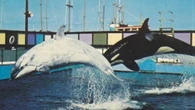 How a group of orcas were captured — and some freed — in B.C. waters over 50 years ago
