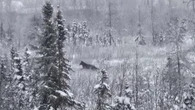 Residents in Fort McPherson, N.W.T., urged to take precautions after 3 wolf sightings