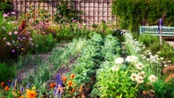 As food prices climb, Calgarians dig into gardening — but savings aren’t guaranteed