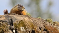 A marmot mystery: southern species pops up in northern B.C.