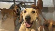 Dogs formerly used in medical research at St. Joe's headed for adoption, hospital says