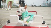 Tiny dog in car delights at Halifax Pride parade