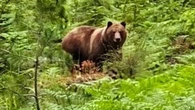 First Nations have plan to move problem grizzly but need go-ahead from B.C.