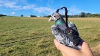 Pigeons’ shifting gaze could help drones navigate more like birds: UBC study