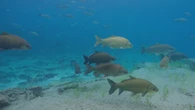 Lake Huron's 'fish city' is a sign of trouble at nuclear plant, says Ontario First Nation