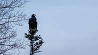 A massive and menacing Steller's sea eagle is dazzling birders in a Newfoundland park