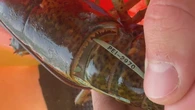 Tracking tagged lobster around Prince Edward Island, in the name of science