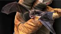 Windsor health unit urges caution around animals after bat tests positive for rabies