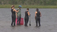 Groups conducting coastal restoration in N.S. say they face 'astonishing' red tape