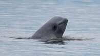 Beluga Summit brings together hunters and researchers in Inuvik, N.W.T.