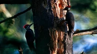 Gatineau selects pileated woodpecker as its official bird