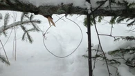Changes to P.E.I.'s rules for trapping and snaring come into effect this season