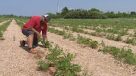 Summerside farm shuts strawberry U-pick after new fungal disease causes crop loss
