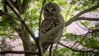 Vancouver park owls a big hoot for wildlife lovers