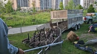 Less fighting and poop: Geese from Waterloo Park rounded up to be relocated