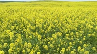Rains welcome after years of drought for southwest Saskatchewan farmers