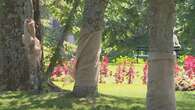 Most trees attacked at Public Gardens on the mend