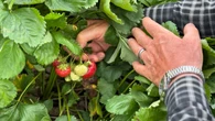 Pick-your-own farms can be berry sweet, but remember to follow the rules: Jasmine Mangalaseril