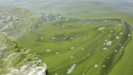 It's a hot summer and that means blue-green algae is back, GRCA warns