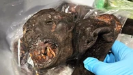 'Potentially disease ridden': Wild African animal meat intercepted at Detroit airport