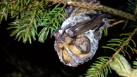 Wind turbines keep killing bats in Canada. Advocates say this needs to change